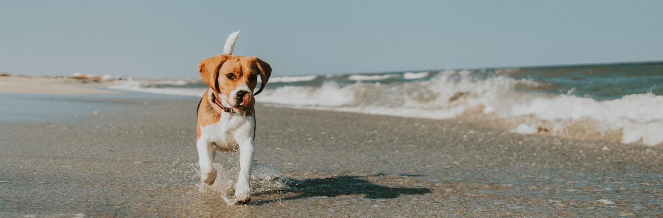 dog running on beach